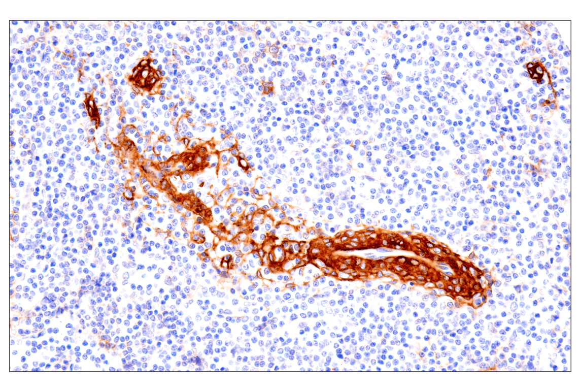 Immunohistochemistry Image 5: p75NTR (E7I3M) Rabbit mAb