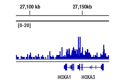 undefined Image 9: BAF Complex Antibody Sampler Kit II