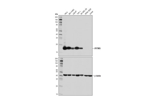 Western Blotting Image 1: IFITM3 (D8E8G) XP<sup>®</sup> Rabbit mAb (BSA and Azide Free)