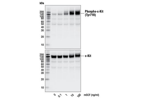 undefined Image 3: Mouse Stem Cell Factor (mSCF)