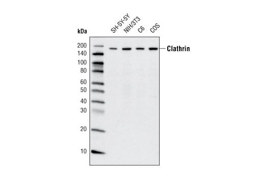 Western Blotting Image 1: Clathrin Heavy Chain (D3C6) XP<sup>®</sup> Rabbit mAb