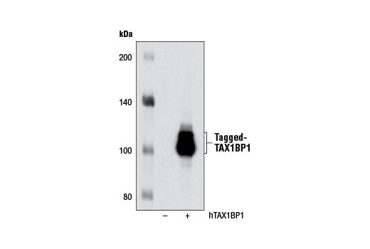Western Blotting Image 2: TAX1BP1 Antibody