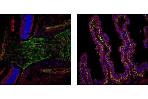 Immunofluorescence Image 1: Connexin 43 Antibody