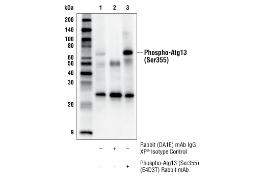 undefined Image 6: PhosphoPlus<sup>®</sup> Atg13 (Ser355) Antibody Duet