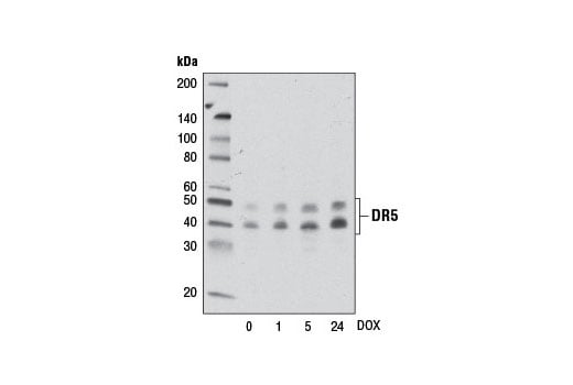 Western Blotting Image 2: DR5 (D4E9) XP<sup>®</sup> Rabbit mAb