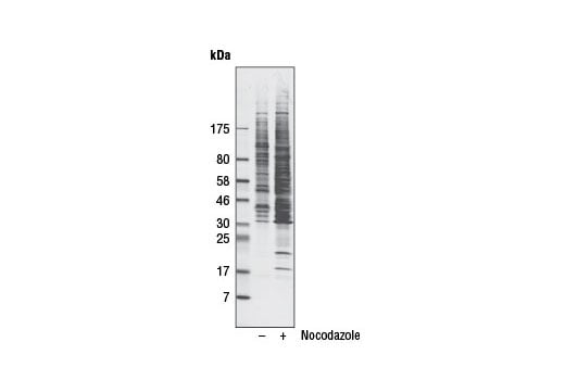 Western Blotting Image 1: Phospho-PLK Binding Motif (ST*P) (D73F6) Rabbit mAb