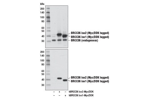 Western Blotting Image 2: BRCC36 (D5E5H) Rabbit mAb
