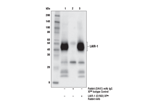 Immunoprecipitation Image 1: LAIR-1 (E7X6I) XP<sup>®</sup> Rabbit mAb