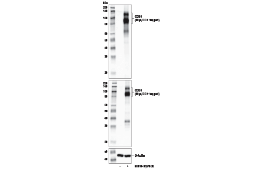 Western Blotting Image 1: TNFRSF8/CD30 (E7E4D) XP<sup>®</sup> Rabbit mAb (BSA and Azide Free)