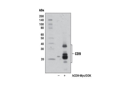 Western Blotting Image 2: CD9 (D8O1A) Rabbit mAb