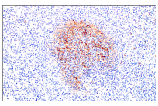 Immunohistochemistry Image 4: CD14 (D7A2T) Rabbit mAb (BSA and Azide Free)
