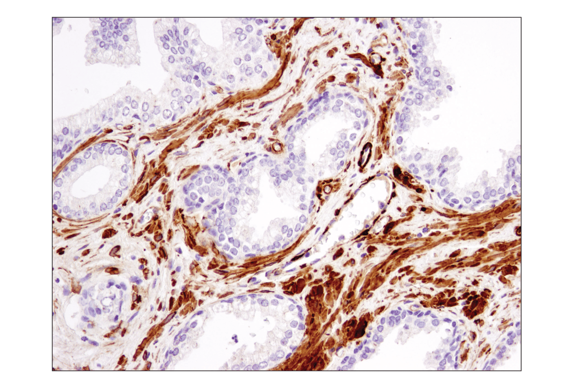 Immunohistochemistry Image 1: α-Smooth Muscle Actin (1A4) Mouse mAb (BSA and Azide Free)