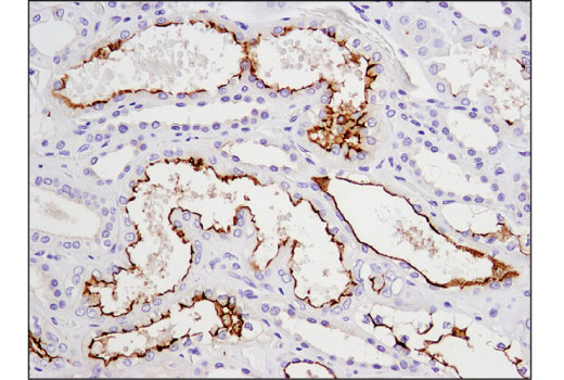 Immunohistochemistry Image 3: CD133 (D2V8Q) XP<sup>®</sup> Rabbit mAb