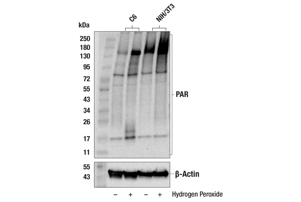 undefined Image 18: Parthanatos Antibody Sampler Kit