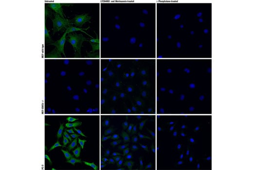 Immunofluorescence Image 1: Phospho-GSK-3β (Ser9) (D85E12) XP<sup>®</sup> Rabbit mAb