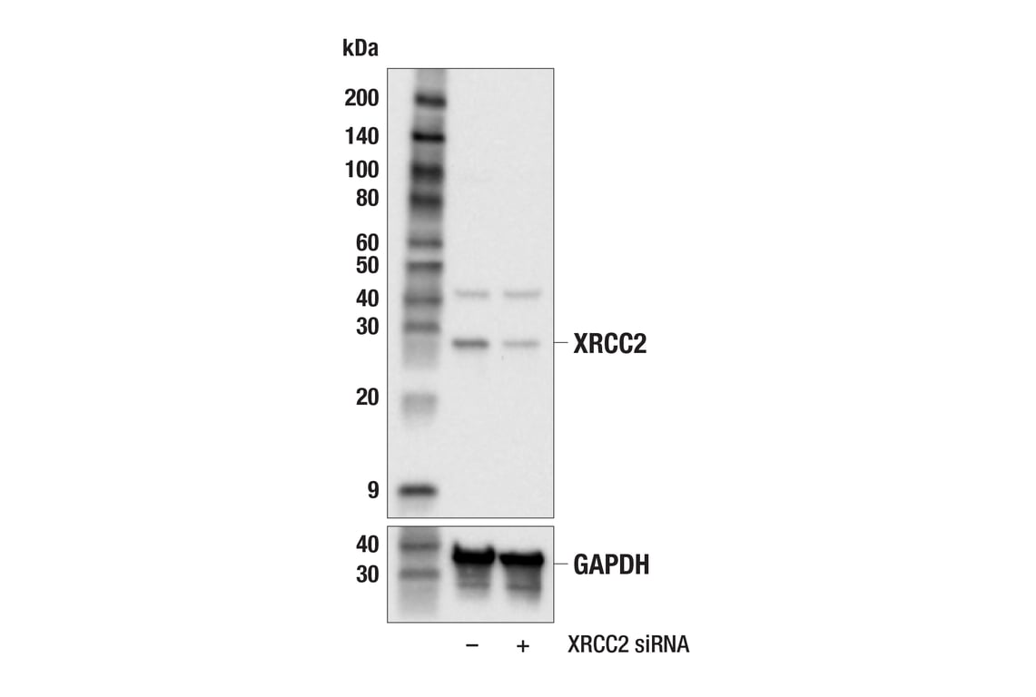 Western Blotting Image 1: XRCC2 (E7M8Y) Rabbit mAb