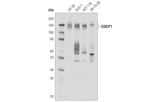 Western Blotting Image 1: CDCP1 (D8M5K) Rabbit mAb