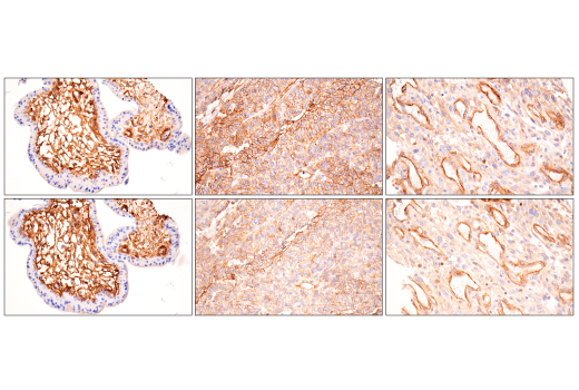 Immunohistochemistry Image 3: Integrin α1/CD49a (E9K2J) XP<sup>®</sup> Rabbit mAb (BSA and Azide Free)