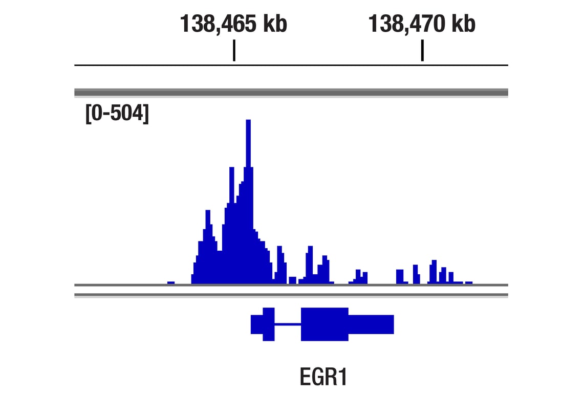 CUT & Tag Image 1: CBP (D9B6) Rabbit mAb