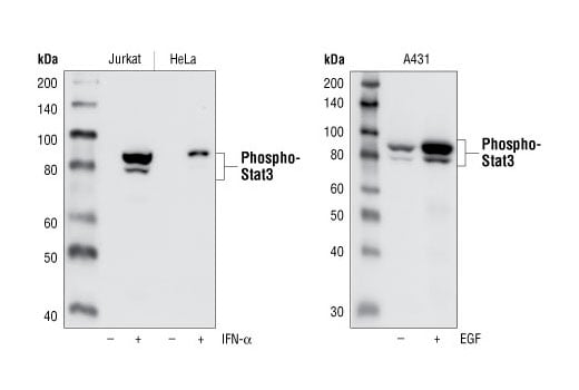 undefined Image 6: Stat3/Stat5 Signaling Antibody Sampler Kit