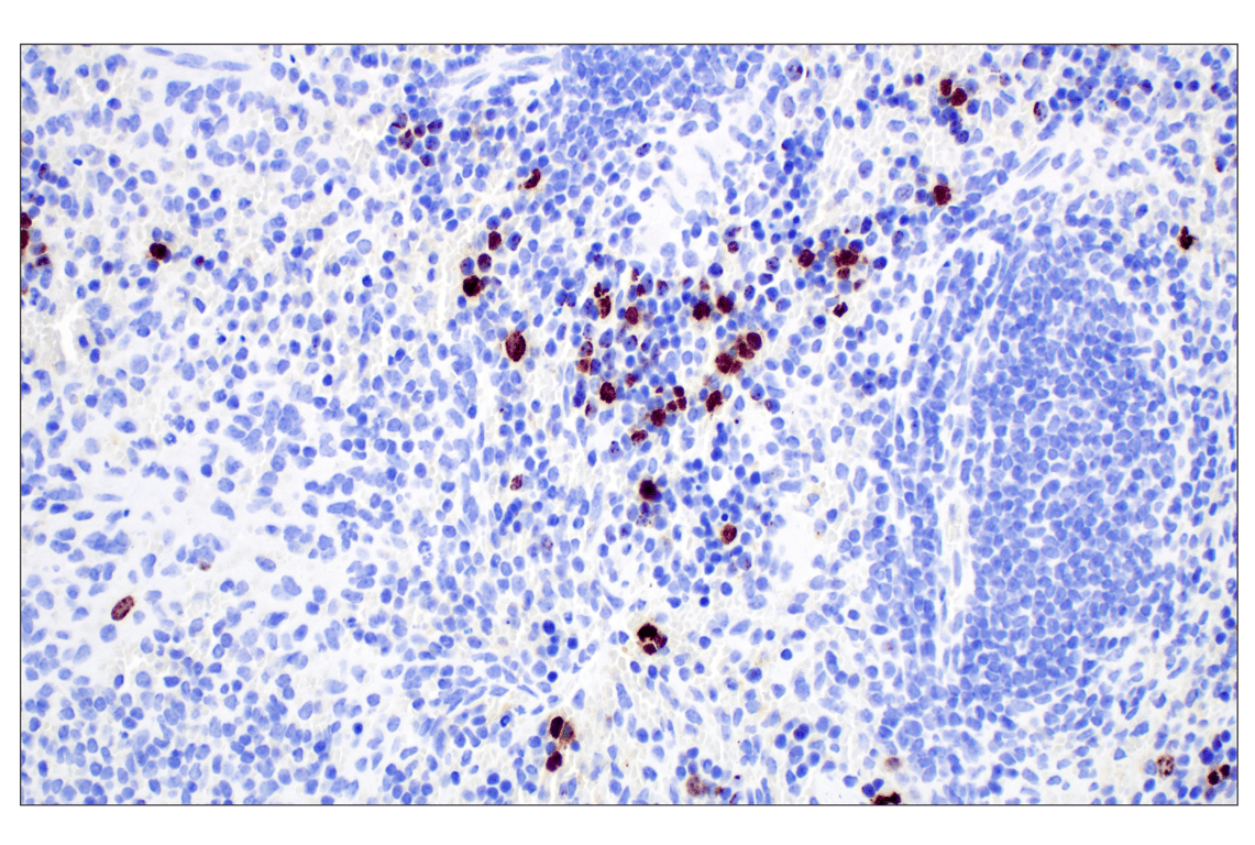 Immunohistochemistry Image 12: Phospho-Histone H3 (Ser10) (D7N8E) XP<sup>®</sup> Rabbit mAb (BSA and Azide Free)