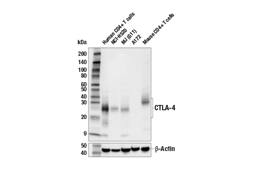 Western Blotting Image 1: CTLA-4 (E2V1Z) Rabbit mAb