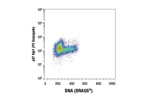 Flow cytometric analysis of Jurkat cells using p27 Kip1 (D69C12) XP® Rabbit mAb (PE Conjugate) and DRAQ5® #4084 (fluorescent DNA dye).