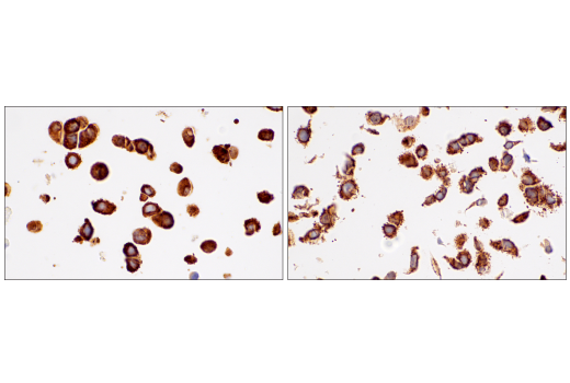 Immunohistochemistry Image 12: G3BP1 (E9G1M) XP<sup>®</sup> Rabbit mAb