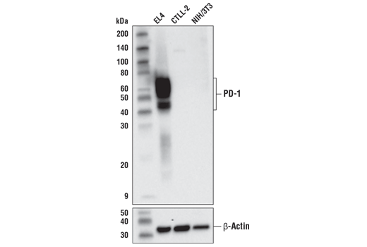 Western Blotting Image 1: PD-1 (Intracellular Domain) (D7D5W) XP<sup>®</sup> Rabbit mAb