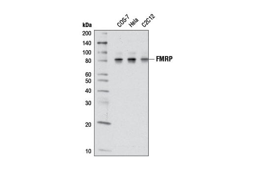 Western Blotting Image 1: FMRP (D14F4) Rabbit mAb
