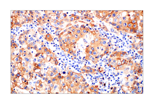 Immunohistochemistry Image 7: Glut1 (E4S6I) Rabbit mAb