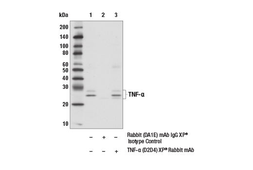 Immunoprecipitation Image 1: TNF-α (D2D4) XP<sup>®</sup> Rabbit mAb