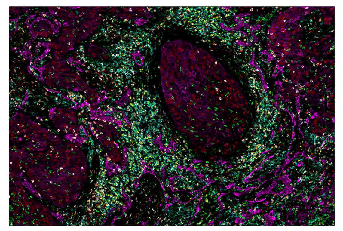 Immunohistochemistry Image 1: CD4 (MSVA-004R) & CO-0071-647 SignalStar<sup>™</sup> Oligo-Antibody Pair