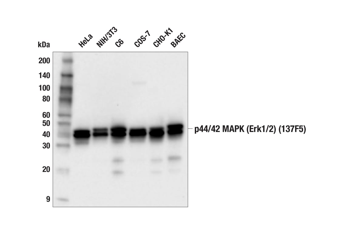 Western Blotting Image 1: p44/42 MAPK (Erk1/2) (137F5) Rabbit mAb (Biotinylated)