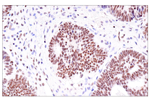 Immunohistochemistry Image 1: USP39 (E8U2M) Rabbit mAb