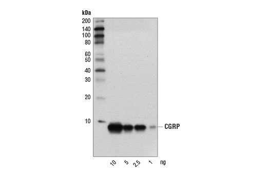Western Blotting Image 2: CGRP (D5R8F) Rabbit mAb (BSA and Azide Free)