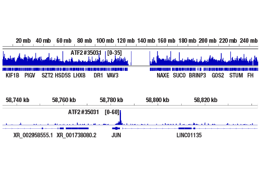 Chromatin Immunoprecipitation Image 2: ATF-2 (D4L2X) XP<sup>®</sup> Rabbit mAb