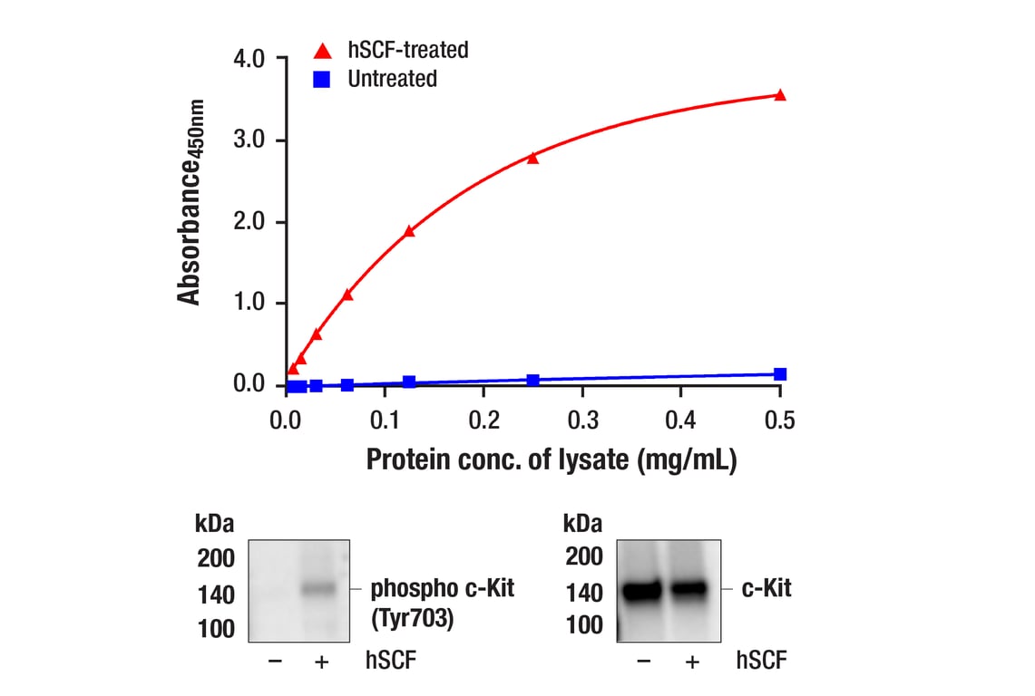 ELISA Image 1: PathScan<sup>®</sup> Phospho-c-Kit (Tyr703) Sandwich ELISA Kit