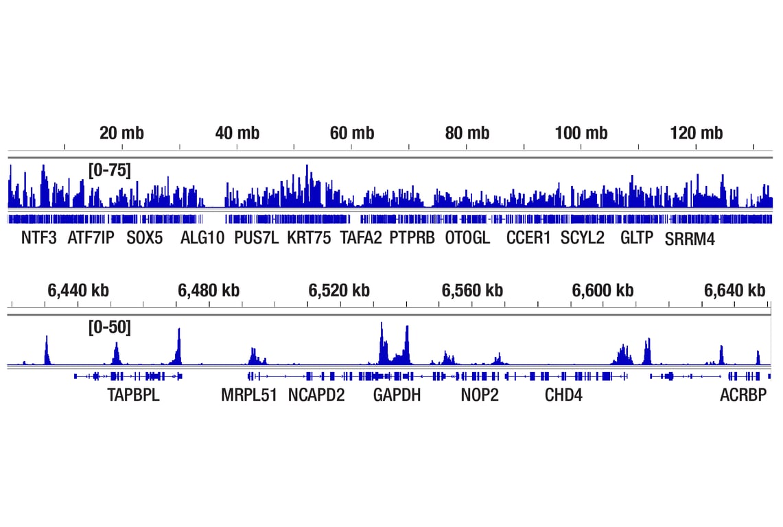 CUT & Tag Image 2: Di-Methyl-Histone H3 (Lys4) (C64G9) Rabbit mAb