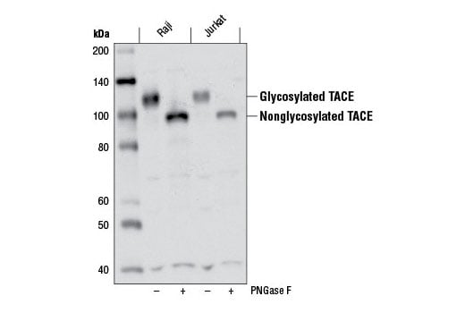 Western Blotting Image 1: TACE (D22H4) Rabbit mAb