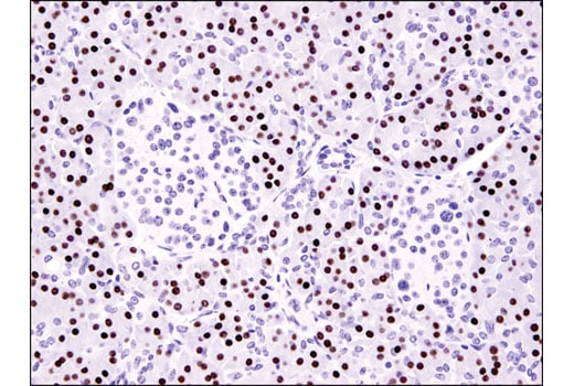 Immunohistochemistry Image 1: MIST1/bHLHa15 (D7N4B) XP<sup>®</sup> Rabbit mAb