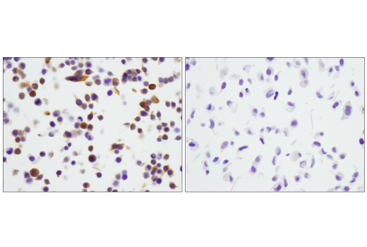 Immunohistochemistry Image 7: STING (D2P2F) Rabbit mAb (BSA and Azide Free)