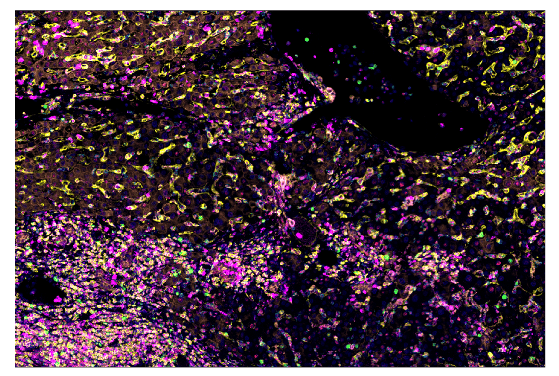 Immunohistochemistry Image 6: CD4 (MSVA-004R) & CO-0071-488 SignalStar<sup>™</sup> Oligo-Antibody Pair