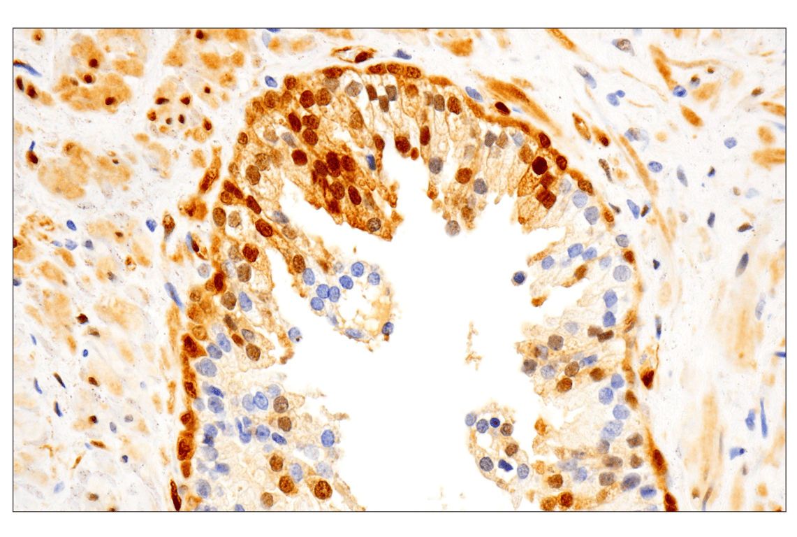 Immunohistochemistry Image 4: Phospho-p44/42 MAPK (Erk1/2) (Thr202/Tyr204) (D13.14.4E) XP<sup>®</sup> Rabbit mAb