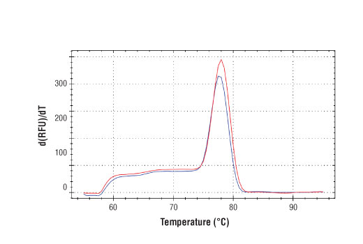 Chromatin Immunoprecipitation Image 1: SimpleChIP<sup>®</sup> Human TRIO Exon 57 Primers