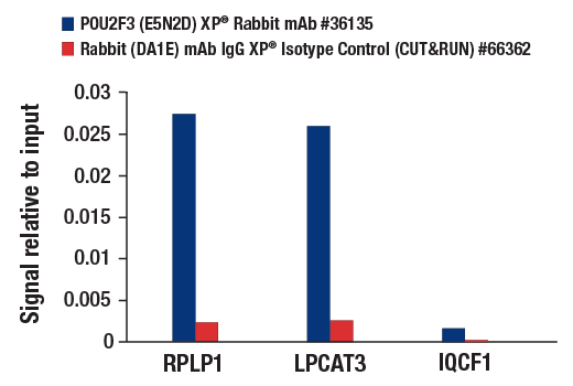 CUT & RUN Image 3: POU2F3 (E5N2D) XP<sup>®</sup> Rabbit mAb