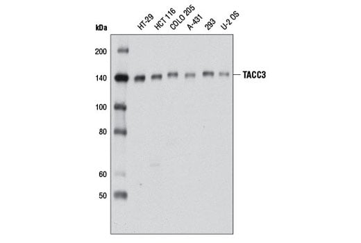 Western Blotting Image 1: TACC3 (D9E4) XP<sup>®</sup> Rabbit mAb