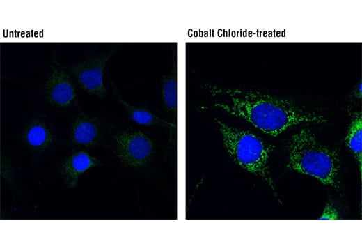 Immunofluorescence Image 1: BNIP3L/Nix (D4R4B) Rabbit mAb