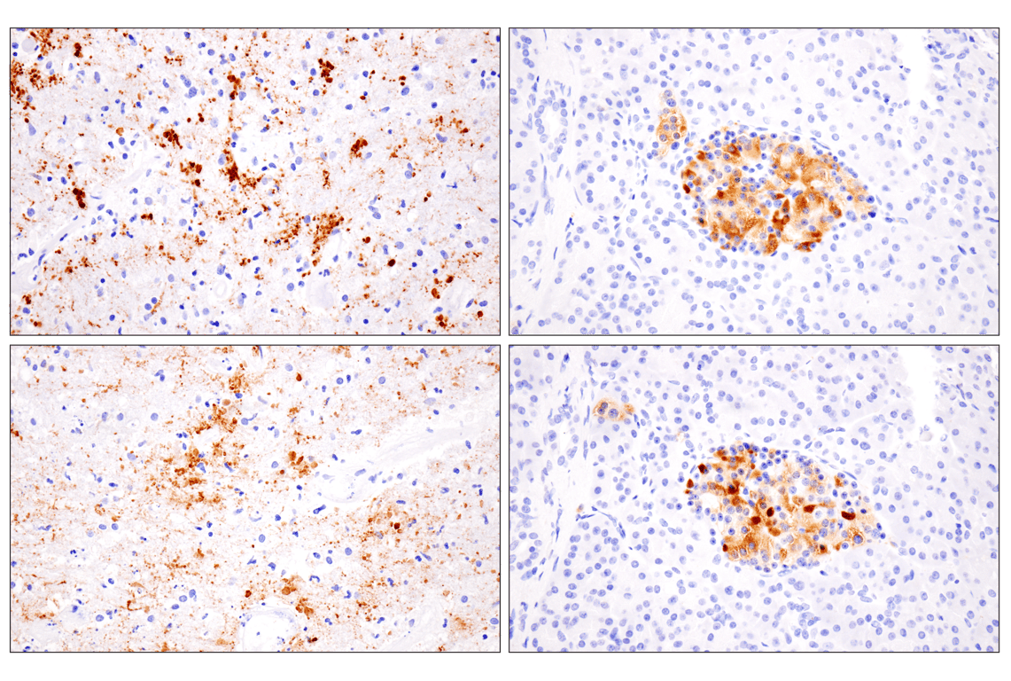 Immunohistochemistry Image 4: VGLUT2 (F1T6V) Rabbit mAb