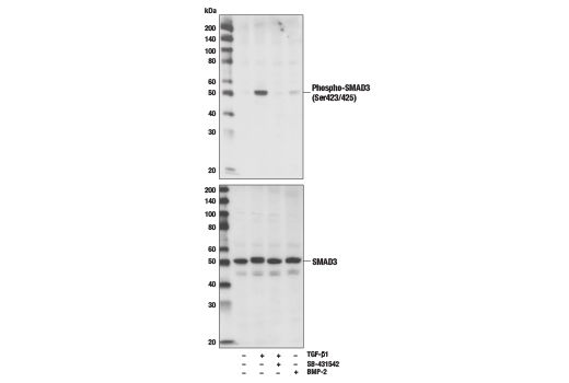 Western Blotting Image 3: SMAD3 (C67H9) Rabbit mAb (BSA and Azide Free)